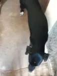 Pitoco e nina