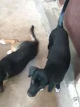 Pitoco e nina
