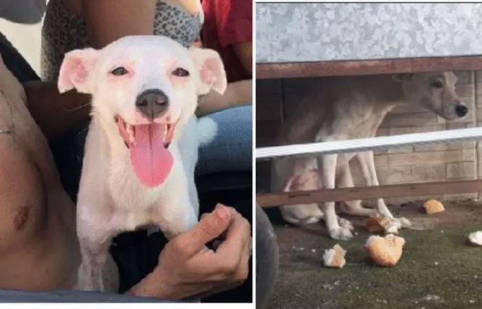 Cachorro ra a Srd idade 2 a 6 meses nome Sem nome