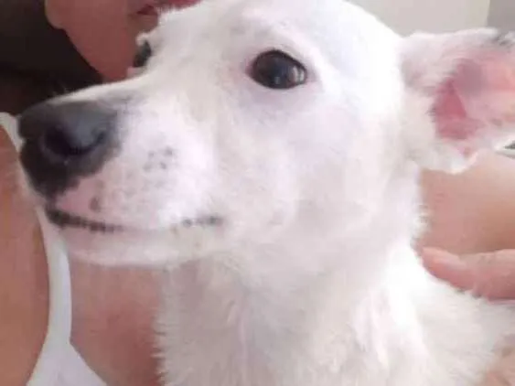 Cachorro ra a Srd idade 2 a 6 meses nome Sem nome