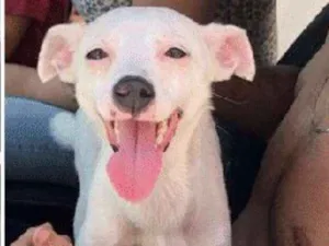 Cachorro raça Srd idade 2 a 6 meses nome Sem nome