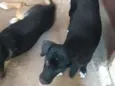 Pitoco e nina