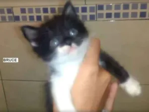 Gato raça  idade 2 a 6 meses nome Bruce