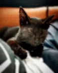 Baldur