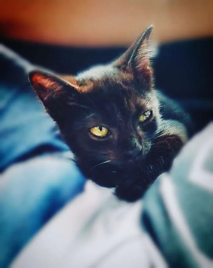 Gato ra a SRD idade 2 a 6 meses nome Baldur