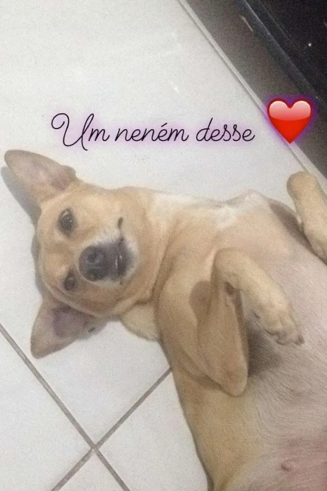 Cachorro raça Vira lata  idade 5 anos nome Tuti