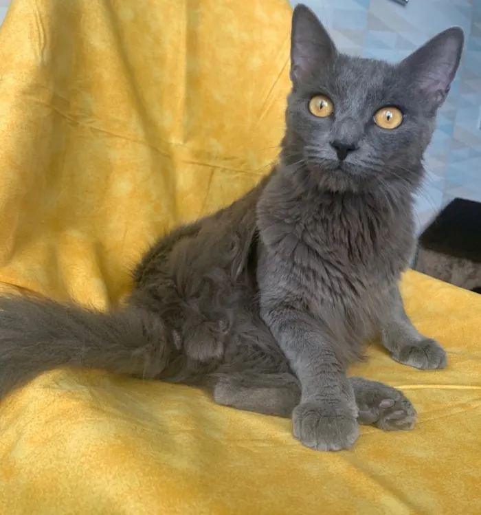 Gato ra a SRD idade 1 ano nome TINTIM