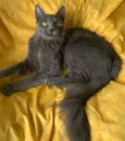 TINTIM