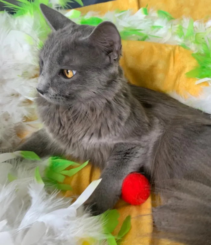 Gato ra a SRD idade 1 ano nome TINTIM