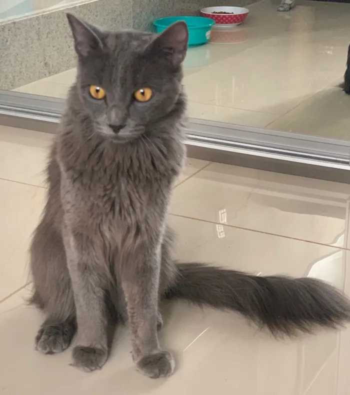 Gato ra a SRD idade 1 ano nome TINTIM