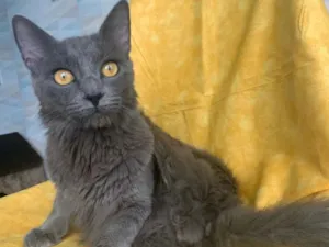 Gato raça SRD idade 1 ano nome TINTIM
