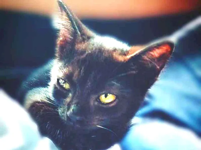 Gato ra a SRD idade 2 a 6 meses nome Baldur