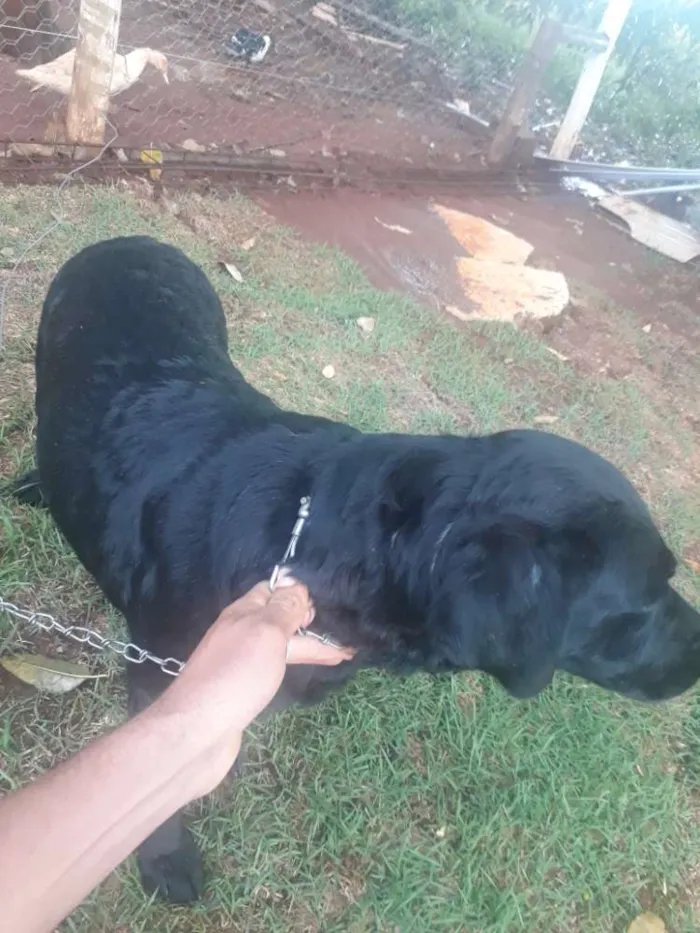 Cachorro raça Não sei  idade  nome Paloma