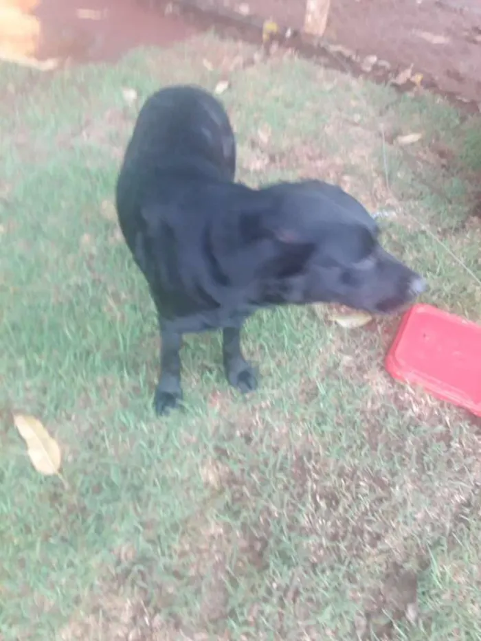 Cachorro raça Não sei  idade  nome Paloma