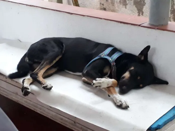 Cachorro ra a Vira-lata idade 4 anos nome Baruque