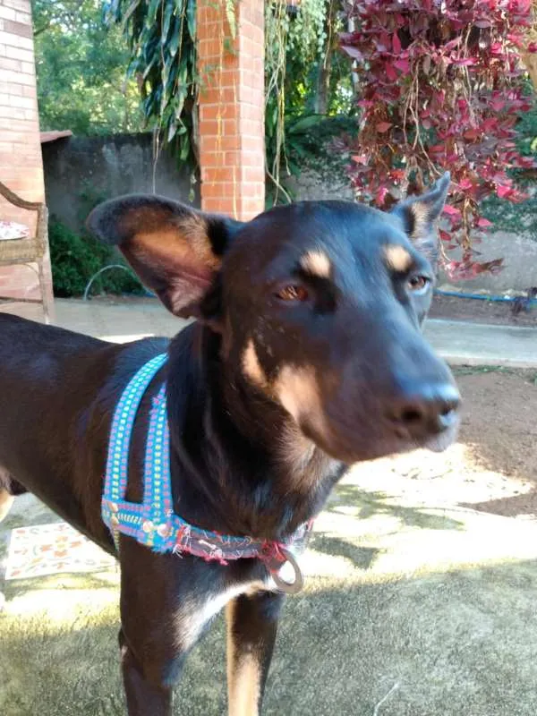Cachorro ra a Vira-lata idade 4 anos nome Baruque