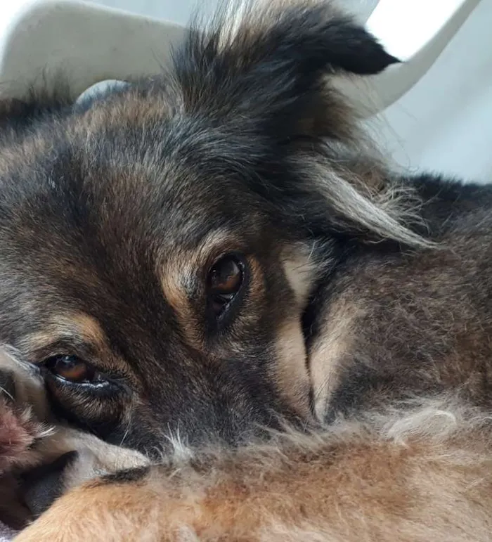 Cachorro ra a Vira -lata idade 5 anos nome Tatá