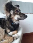 Tatá