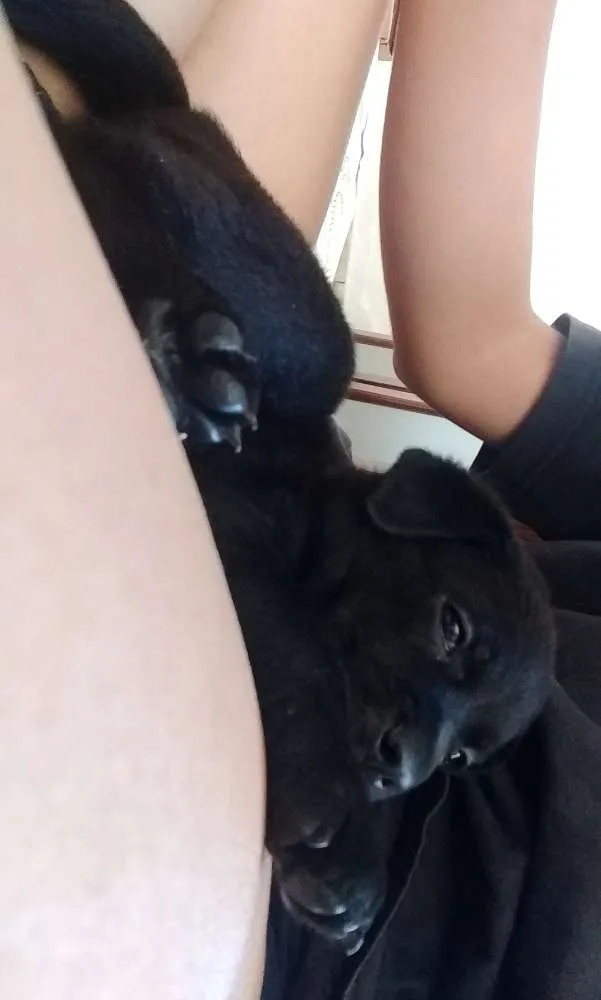 Cachorro ra a Vila lata idade 2 a 6 meses nome Sirius