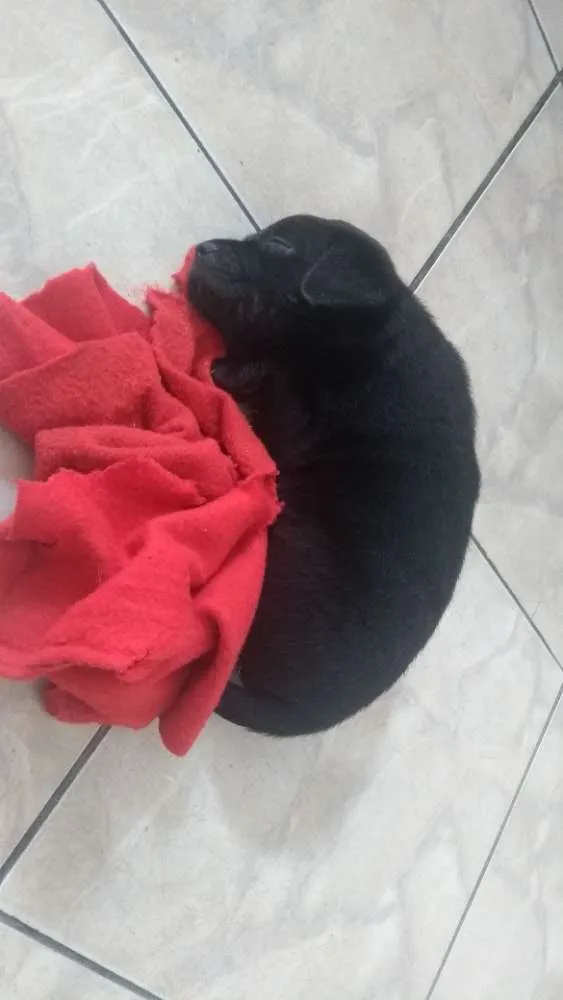 Cachorro ra a Vila lata idade 2 a 6 meses nome Sirius