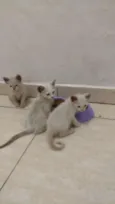 Gato e gata