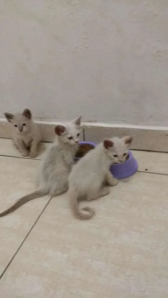 Gato ra a Indefinida idade Abaixo de 2 meses nome Gato e gata