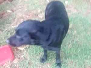 Cachorro raça Não sei  idade  nome Paloma