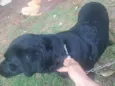 Paloma