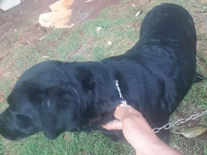 Cachorro raça Não sei  idade  nome Paloma