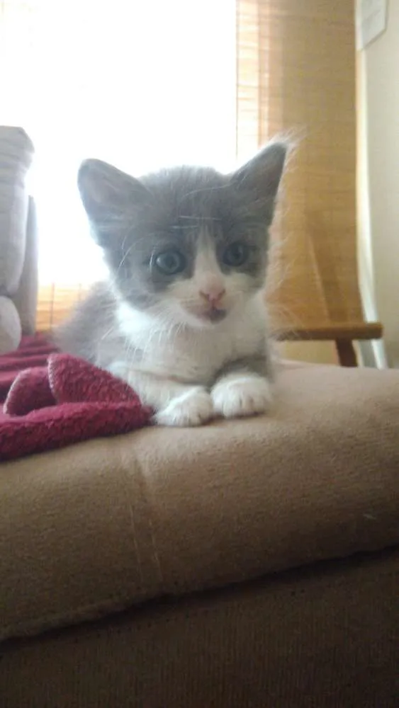Gato ra a Srd idade Abaixo de 2 meses nome Lana