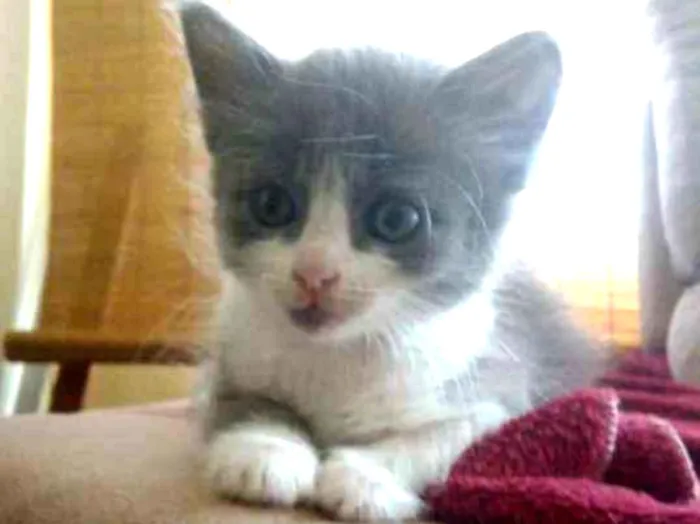 Gato ra a Srd idade Abaixo de 2 meses nome Lana