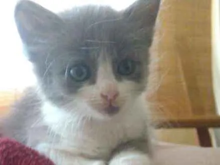 Gato ra a Srd idade Abaixo de 2 meses nome Lana