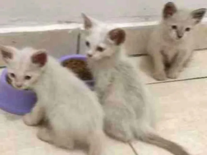 Gato ra a Indefinida idade Abaixo de 2 meses nome Gato e gata