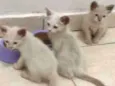 Gato e gata