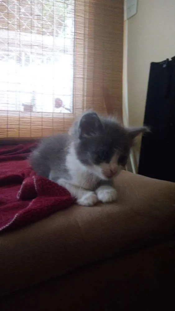 Gato ra a Srd idade Abaixo de 2 meses nome Lana