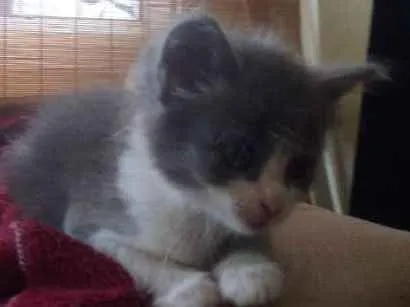 Gato ra a Srd idade Abaixo de 2 meses nome Lana