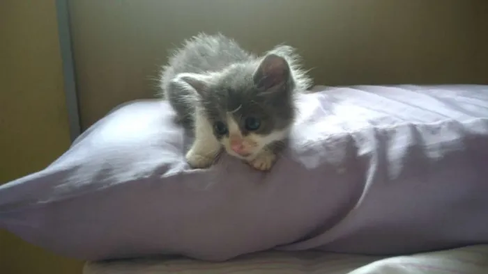 Gato ra a Srd idade Abaixo de 2 meses nome Lana