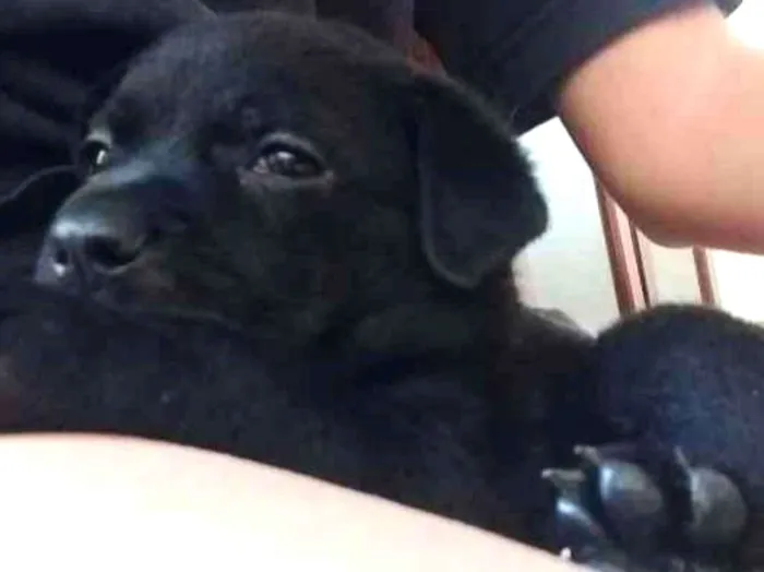 Cachorro ra a Vila lata idade 2 a 6 meses nome Sirius