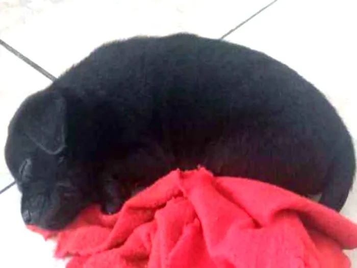 Cachorro ra a Vila lata idade 2 a 6 meses nome Sirius