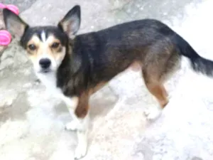 Cachorro raça Vira lata idade 2 anos nome Bummer