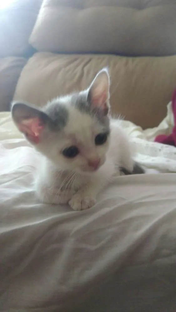 Gato ra a Srd idade Abaixo de 2 meses nome Pri