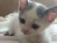 Pri