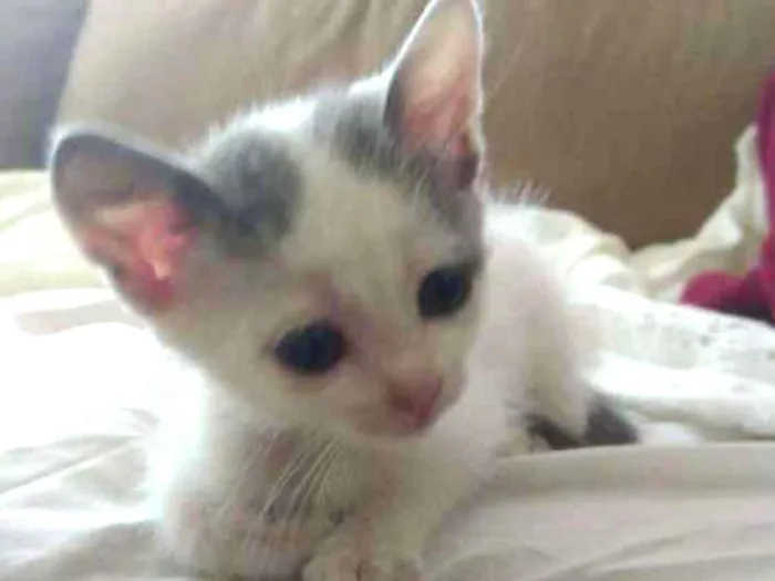Gato ra a Srd idade Abaixo de 2 meses nome Pri