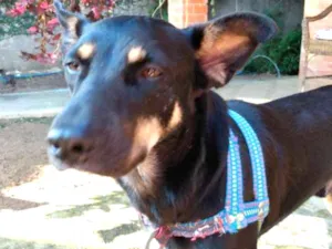 Cachorro raça Vira-lata idade 4 anos nome Baruque