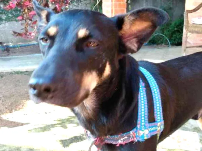 Cachorro ra a Vira-lata idade 4 anos nome Baruque