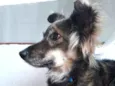 Tatá