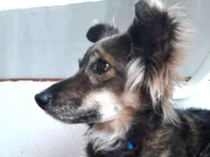 Cachorro raça Vira -lata idade 5 anos nome Tatá