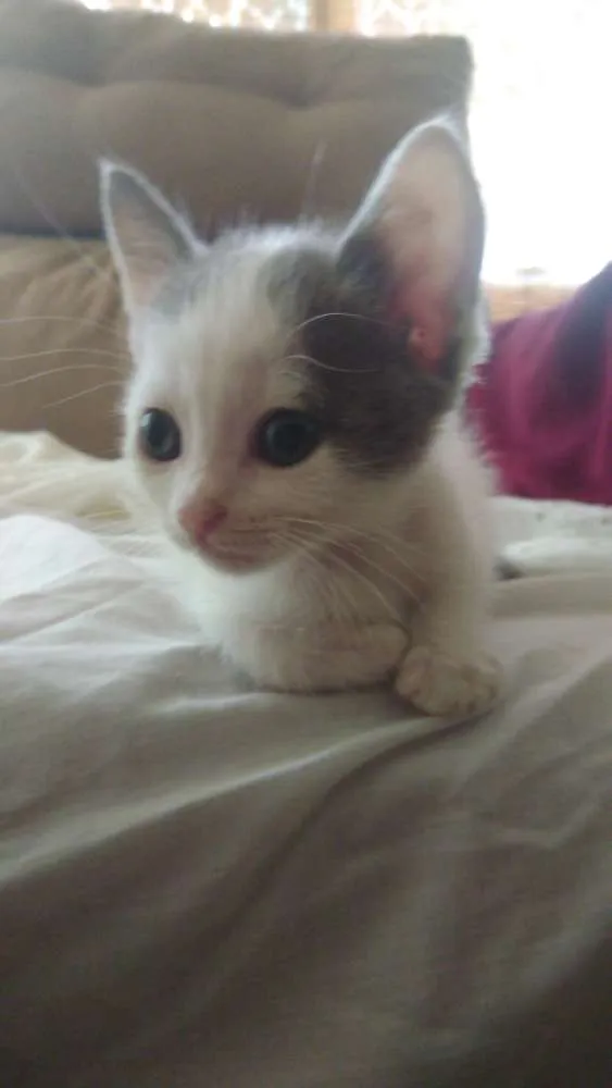 Gato ra a Srd idade Abaixo de 2 meses nome Pri