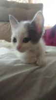 Pri
