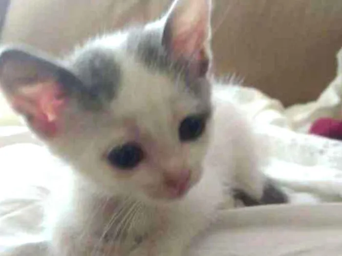 Gato ra a Srd idade Abaixo de 2 meses nome Pri